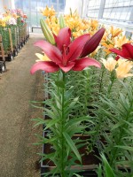 [5081 Red Rock No02.JPG]